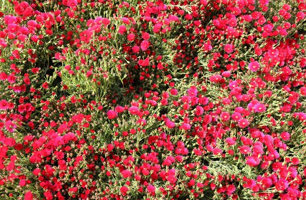 Flores Bonitas Flor Com Pétalas Coloridas — Fotografia de Stock