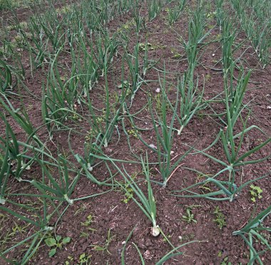 alan soğanlı bitkilerin po Ovası'nda Kuzey İtalya