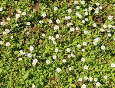 bahar taze çiçekli papatya ile çayır