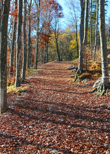Путь Лесу Большим Количеством Опавших Листьев Осени — стоковое фото