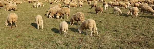 Stor Flock Får Som Betar Stora Ängen — Stockfoto