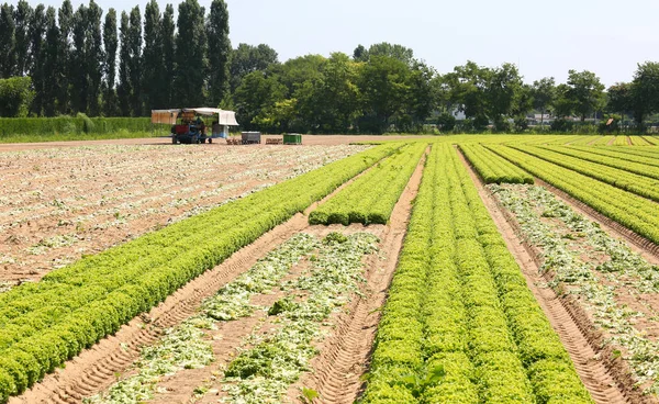 Campo Cultivado Con Lechuga Verde Madura Llanura — Foto de Stock