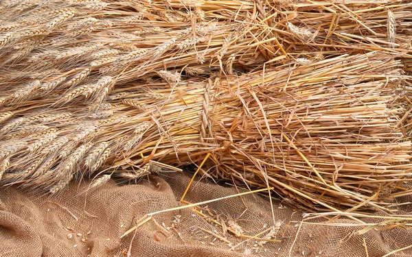 Ripe Yellow Wheat Ears Burlap Sack Summer — Stock Photo, Image