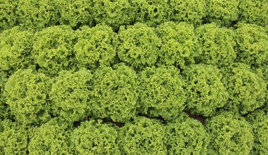 Yaz aylarında ekili alandaki gür yeşil marul arka plan