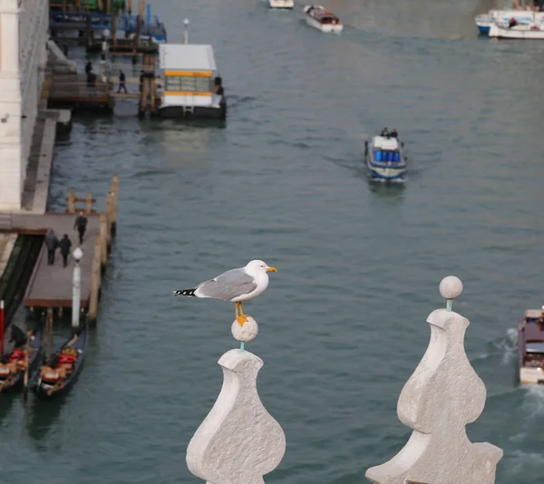 Eine Venezianische Möwe Und Hintergrund Der Große Kanal Von Venedig — Stockfoto