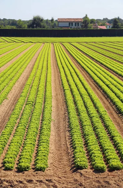 Lange Reihen Von Grünen Salatköpfen Auf Einem Großen Feld — Stockfoto