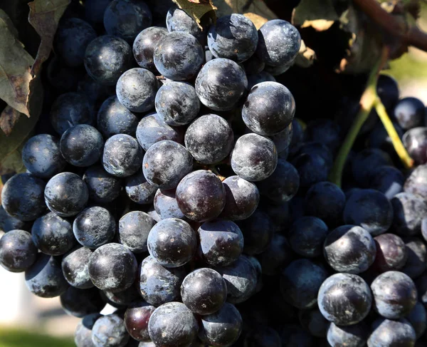 Cacho Uvas Pretas Amadurecidas Outono Numa Vinha — Fotografia de Stock