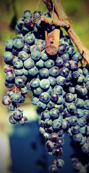 Bouquet Raisins Noirs Mûrs Encore Sur Plante — Photo