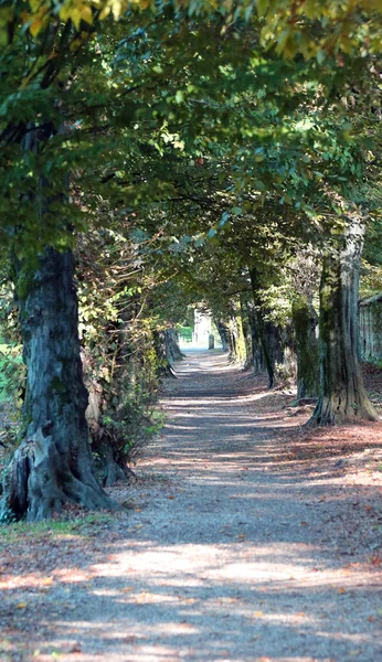 大きな木々 秋で公共公園の長い並木道 — ストック写真