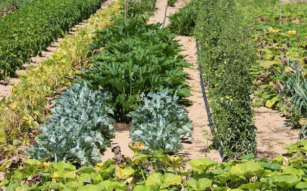 Gran Huerta Con Coles Lechuga Berenjenas Otros Tipos Verduras — Foto de Stock