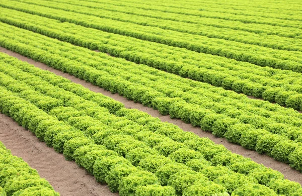 Campo Verde Alface Orgânica Fresca Planície — Fotografia de Stock