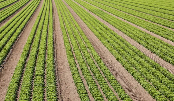 Riesiges Feld Mit Salatköpfen Bewirtschaftet — Stockfoto
