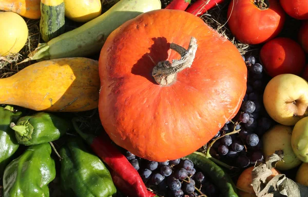 Doos Met Pompoenen Kaki Andere Herfst Fruit Groenten — Stockfoto