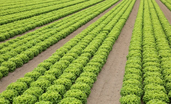 Sok Fej Zöld Saláta Egy Nagy Területen — Stock Fotó