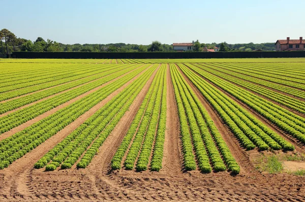 Long Rows Heads Green Lettuce Large Field — Stock Photo, Image