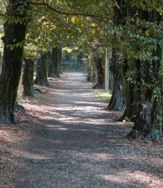 bir park içindeki ağaçları ile uzun avenue