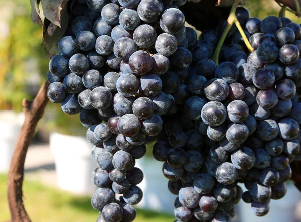 Cachos Uvas Pretas Maduras Uma Vinha Toscana — Fotografia de Stock