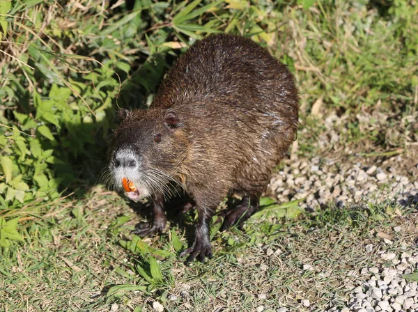 Gran Nutria Marrón Parque Ciudad —  Fotos de Stock