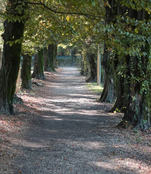 长的大道与树木在公园内 — 图库照片