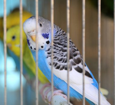 bir kafesin içinde bir pet shop içine küçük gri ve mavi papağan