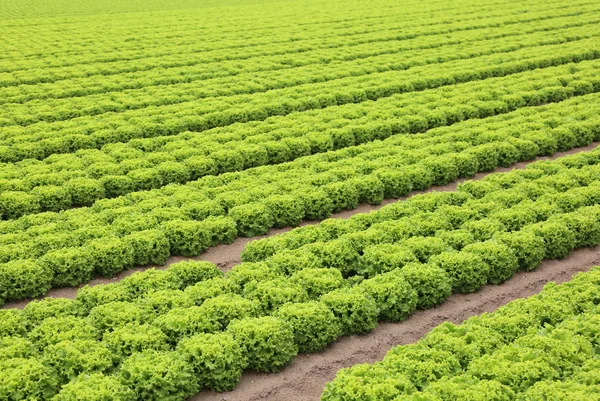 砂質土壌と平野の緑のレタスの広い畑 — ストック写真