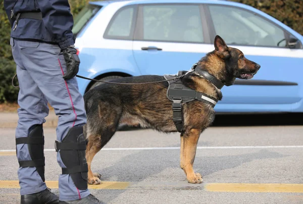 Perro Policía Para Control Antiterrorista Carretera Con Policía — Foto de Stock