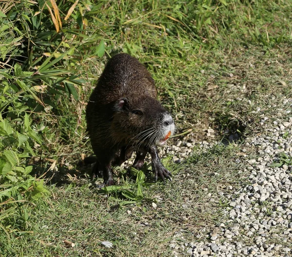 Nutria Marrom Com Dentes Para Fora Parque Público — Fotografia de Stock