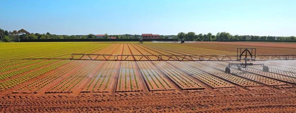 Automatic Irrigation System Action Large Lettuce Field — Stock Photo, Image