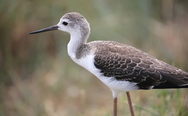 Foto Di Trampolieri Alati Nero Immagini Stock Professionali Rf Depositphotos