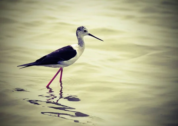 Burung Disebut Stilt Bersayap Hitam Dengan Paruh Panjang Dalam Air — Stok Foto