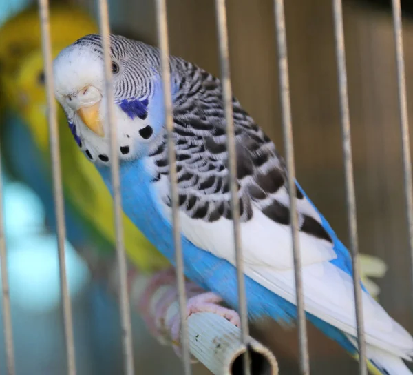 Pappagallo Con Piume Bianche Blu Nere Rinchiuso Una Gabbia Negozio — Foto Stock