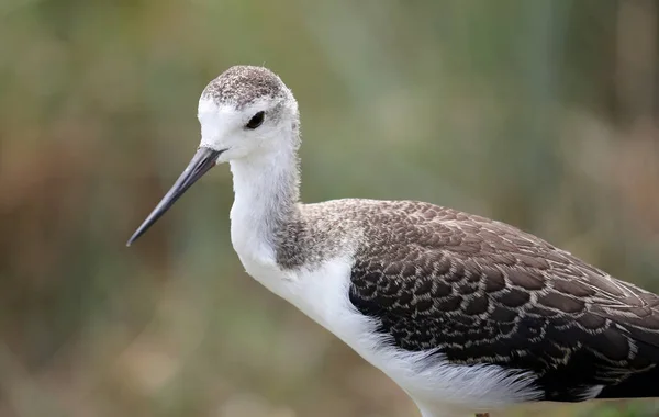 Vogel Genoemd Steltkluut Met Een Lange Snavel Vóór Migratie Naar — Stockfoto