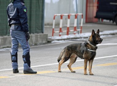 police dog of the Italian police during a big soccer game