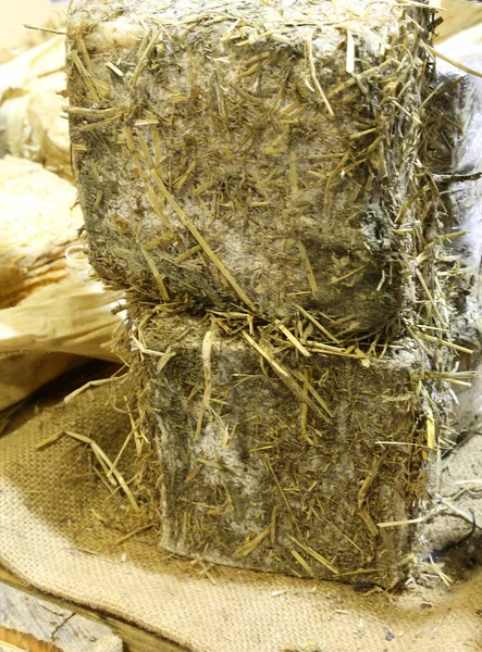 Aged Cheese Covered Straw Aged Hay Wet Cave — Stock Photo, Image