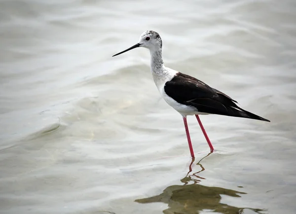 Pássaro Chamado Stilt Asas Pretas Com Bico Longo Água Pantanosa — Fotografia de Stock
