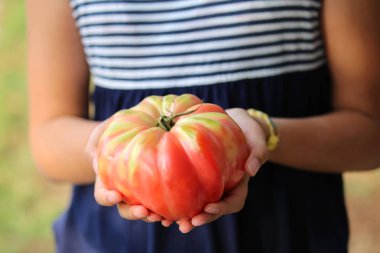 küçük kız elinde dev kırmızı domates