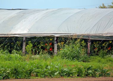 Yaz aylarında bir serada yetiştirilen Olgun kırmızı domates