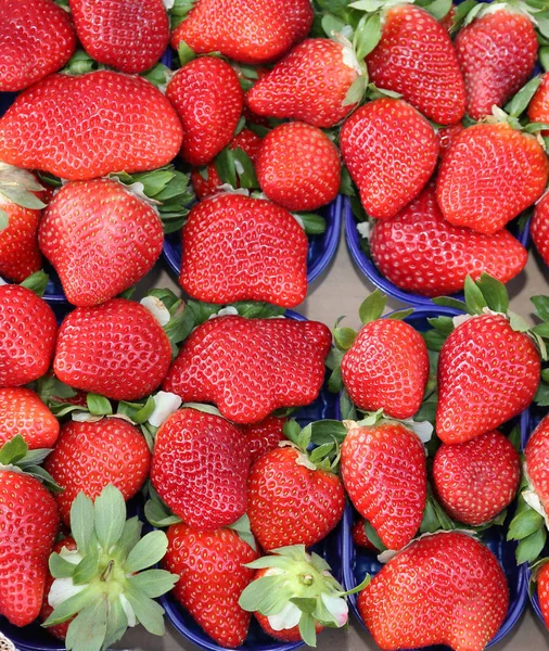 Cestini Fragole Rosse Coltivate Con Tecniche Dell Agricoltura Biologica — Foto Stock