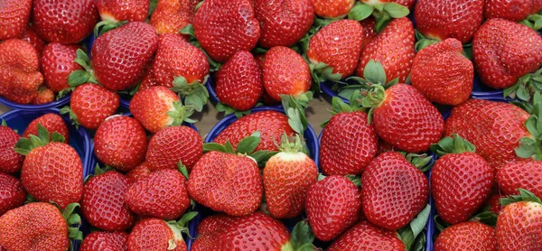 Fresas Rojas Cultivadas Utilizando Las Técnicas Agricultura Ecológica Para Venta —  Fotos de Stock