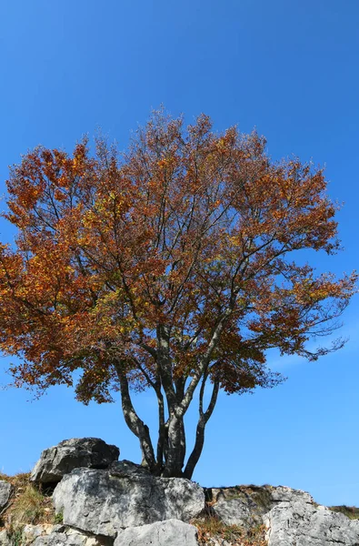 Árbol Aislado Con Hojas Secas Otoño Cielo Azul Fondo — Foto de Stock