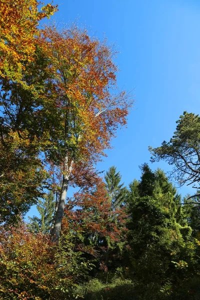 Деревья Пихта Лесу Осенью Голубое Небо — стоковое фото