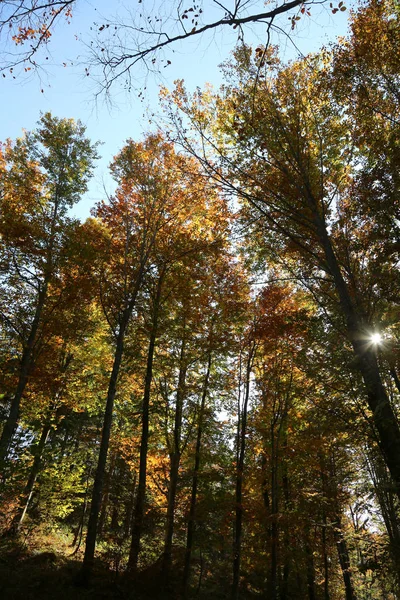 Veel Bomen Met Gekleurde Bladeren Het Bos Herfst — Stockfoto