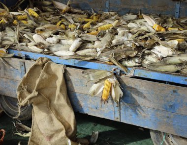 vagon dolu olgun mısır mısır tarlasında toplanan