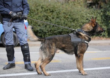 terörist saldırıları önlemek için şehrin sokaklarında devriye sırasında..... .polis köpeği