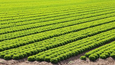 alan toprak kum ile yaz aylarında yetiştirilen marul