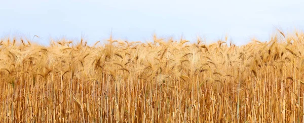 熟した耳平野の麦畑 — ストック写真