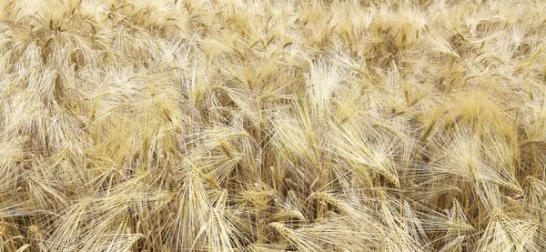 Background Golden Wheat Ears Cultivated Field Summer — Stock Photo, Image