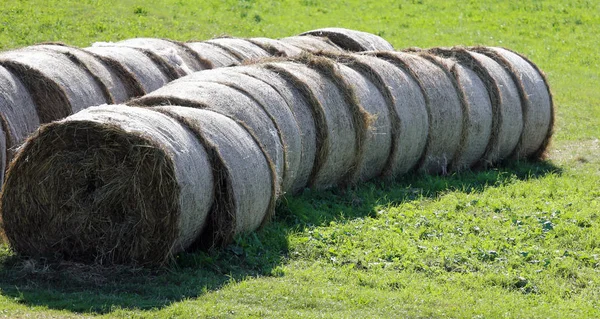 Molte Balle Fieno Rotolato Sul Campo — Foto Stock