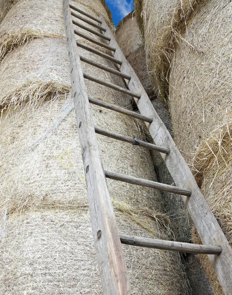 Vecchia Lunga Scala Legno Nel Fienile Della Fattoria — Foto Stock