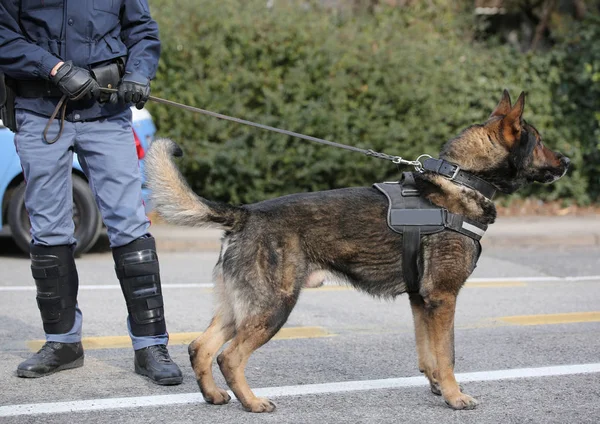 Perro Policía Mientras Patrulla Las Calles Ciudad Para Prevenir Ataques — Foto de Stock
